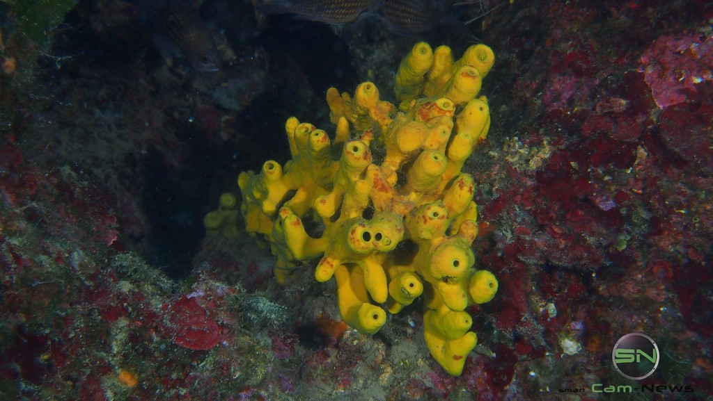 Korallen - Olympus TG 3 - SmartCamNews