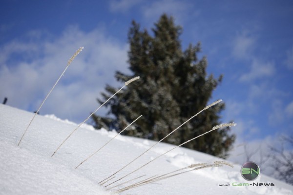 Gras im Schnee - Sony RX100mIV - SmartCamNews