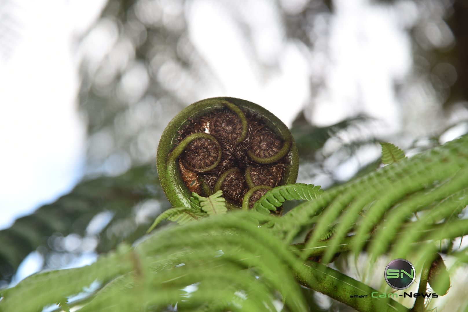 fleischfressende Pflanzen - Neuseeland - Nikon D750 - SmartCamNews