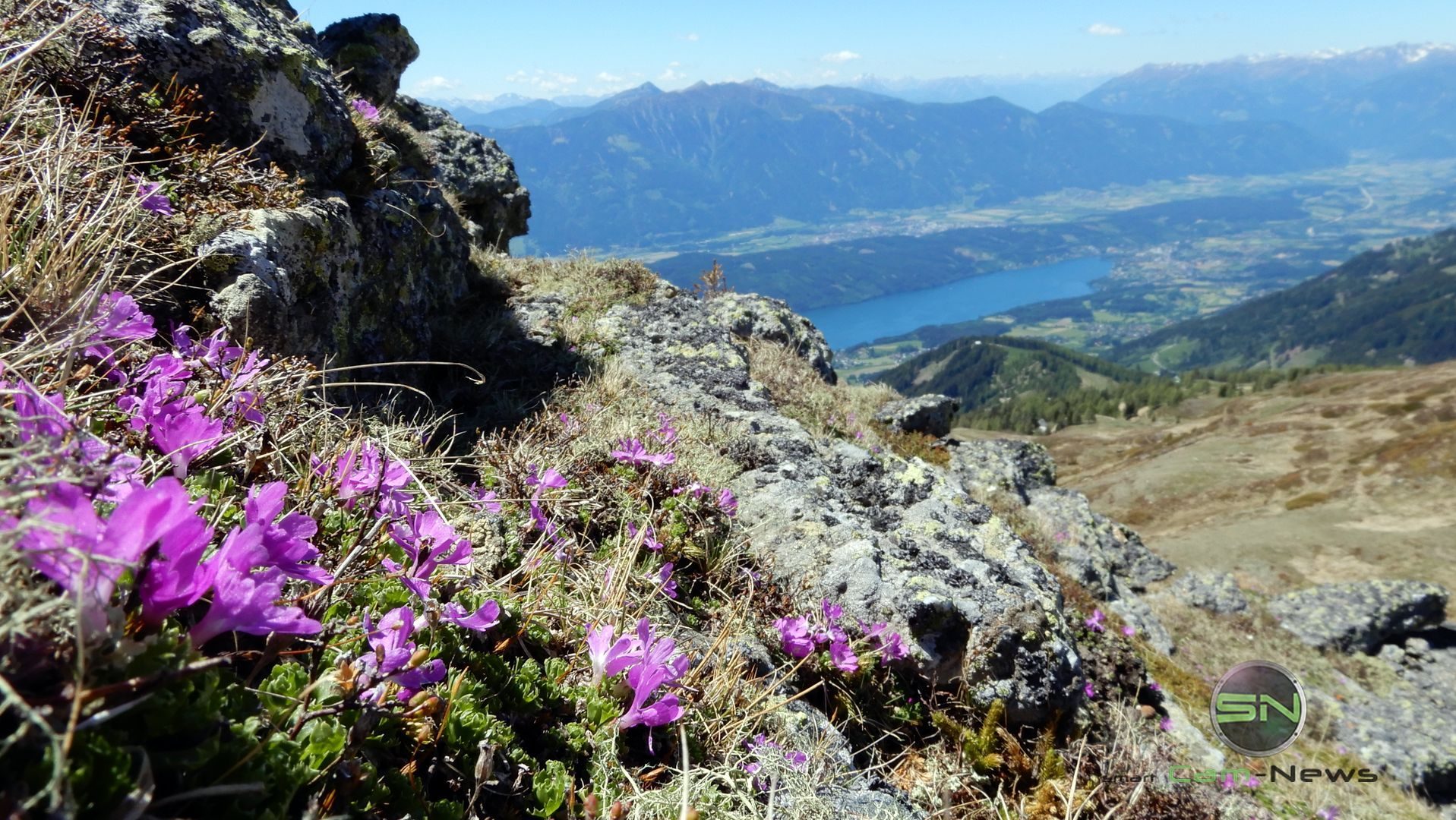 Alpenrosen - Nikon Coolpix A900 MegaZoom 35fach - Kärnten Millsättersee - SmartCamNews