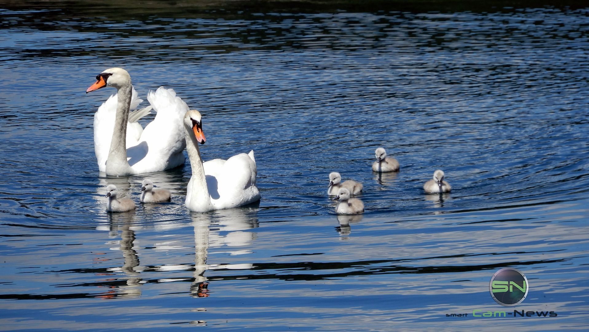 Enten Familie - Nikon Coolpix A900 MegaZoom 35fach - Kärnten Millsättersee - SmartCamNews