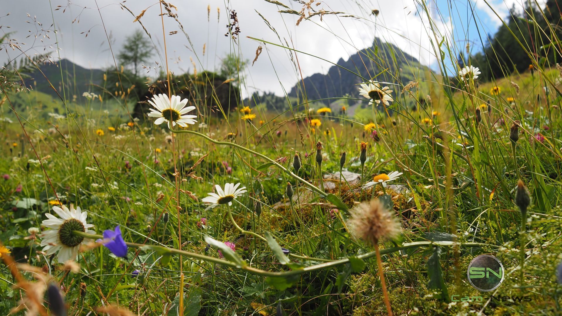 Blumenwiese - Olympus PEN-F - SmartCamNews