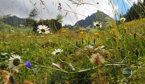 Blumenwiese - Olympus PEN-F - SmartCamNews