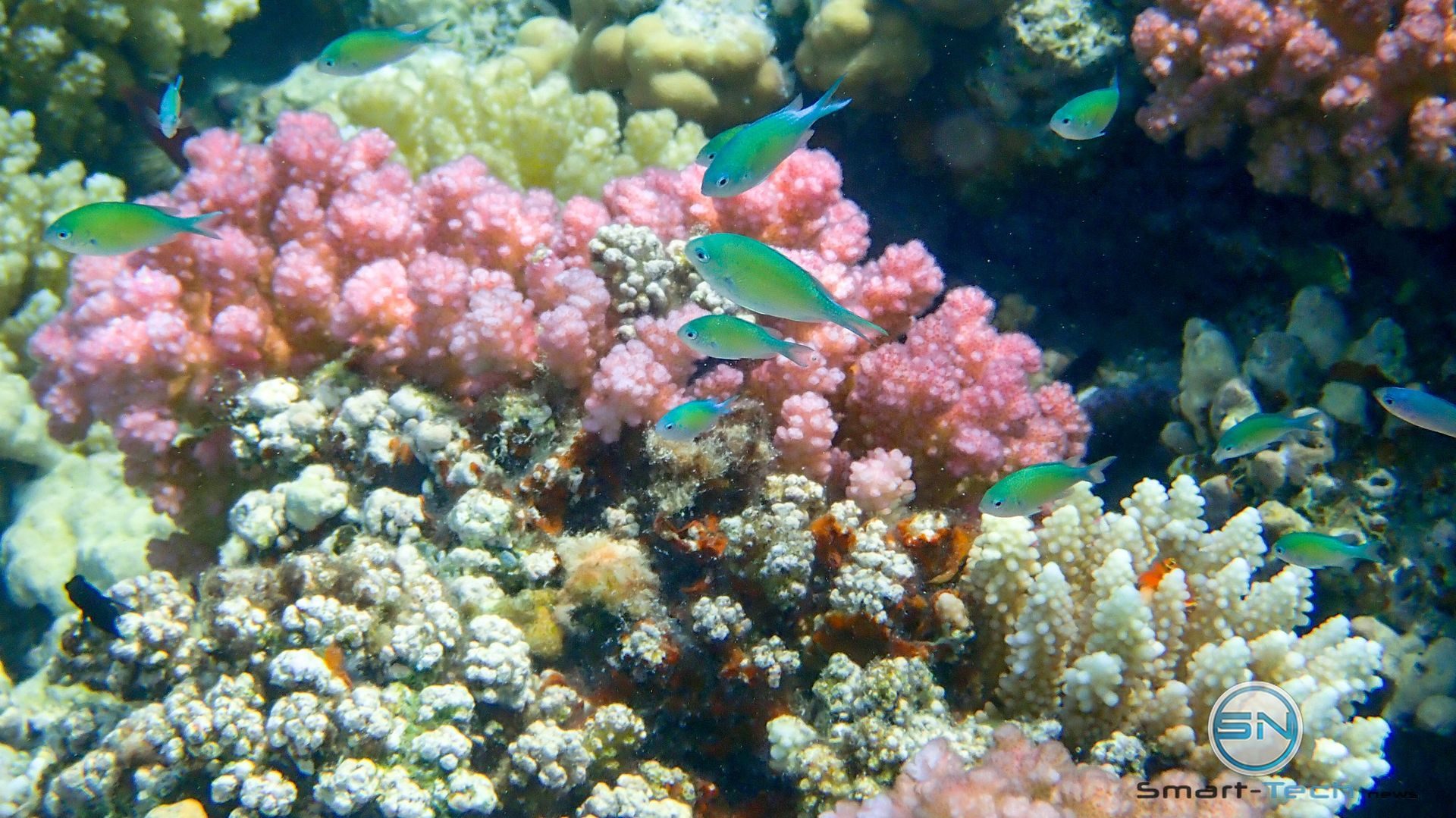 Fische auf Koralle - Olympus TG5