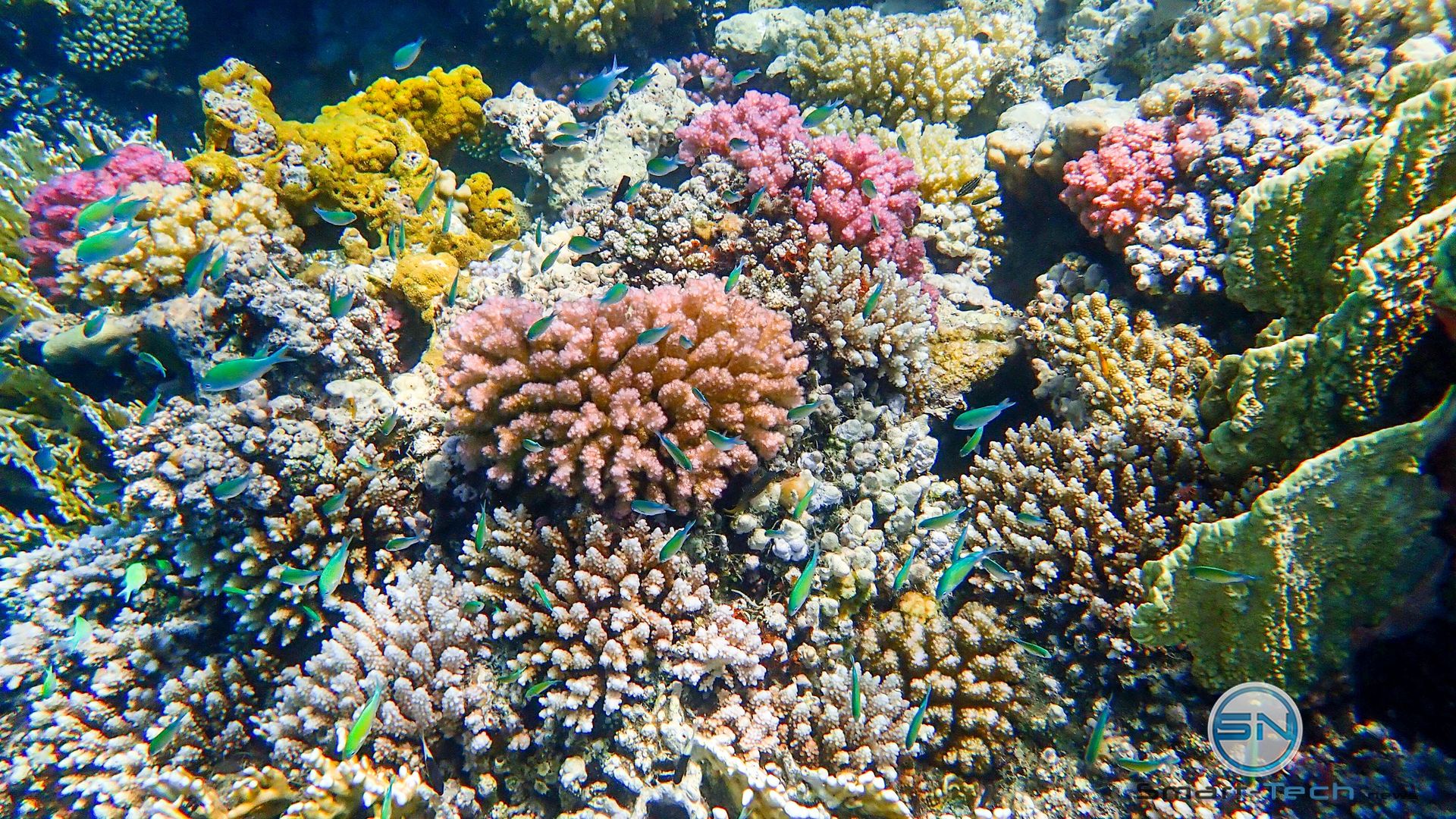 Korallengarten MarsaAlam Egypt - Olympu TG5