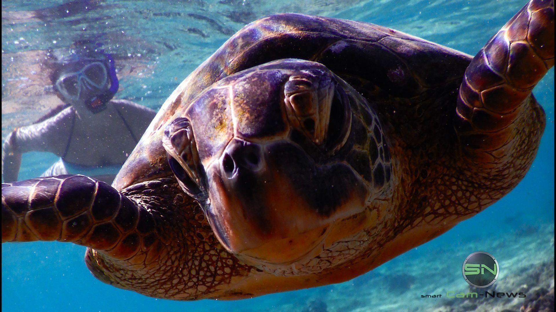 Schildkröte Hawaii - Nikon W300