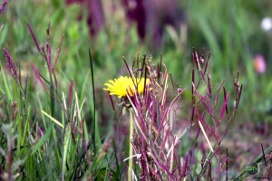 smartcamnews.eu-canon sx700-kalvarienberg arzl (100)